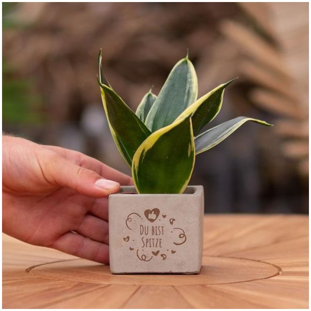 Een  Stenenpotje met Tekst "Du bist Spitze"met een Sansevieria plantje erin,, Kado-Tip, Sint-Tip, Kerstgeschenk, Collega,  15 cm - Ø7.5cm