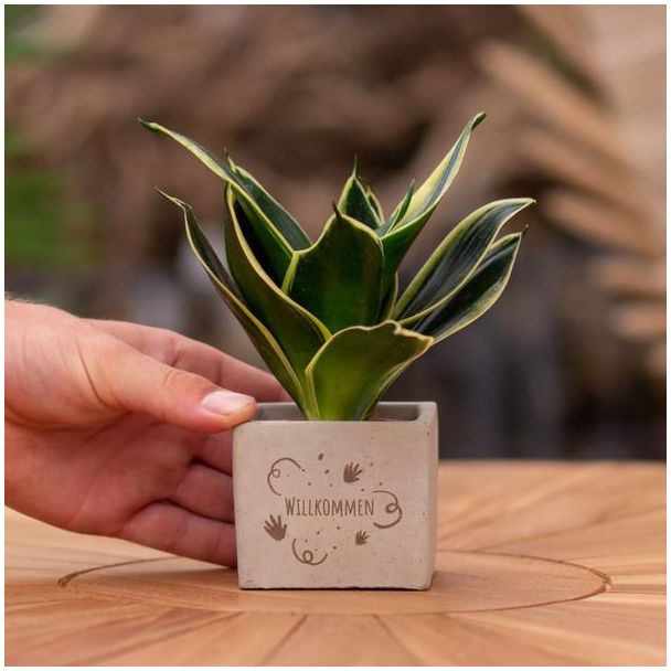 Een  Stenenpotje met Tekst "Willkommen"met een Sansevieria plantje erin,, Kado-Tip, Sint-Tip, Kerstgeschenk, Collega,  15 cm - Ø7.5cm