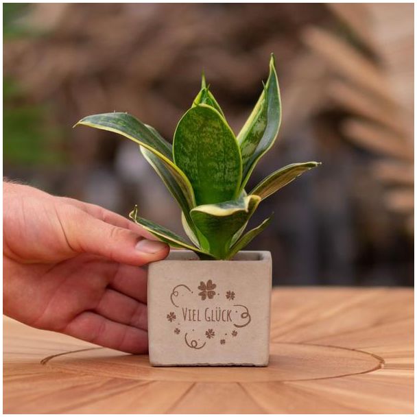 Een  Stenenpotje met Tekst "Viel Glück"met een Sansevieria plantje erin,, Kado-Tip, Sint-Tip, Kerstgeschenk, Collega,  15 cm - Ø7.5cm