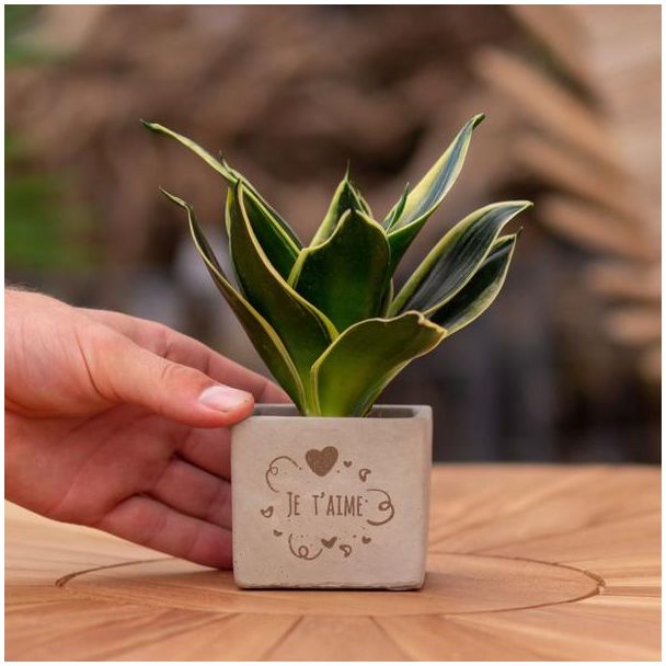 Een  Stenenpotje met Tekst "Je t aime" met een Sansevieria plantje erin,, Kado-Tip, Sint-Tip, Kerstgeschenk, Collega,  15 cm - Ø7.5cm