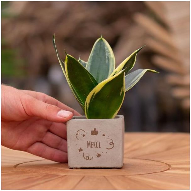 Een  Stenenpotje met Tekst "Merci"met een Sansevieria plantje erin,, Kado-Tip, Sint-Tip, Kerstgeschenk, Collega,  15 cm - Ø7.5cm