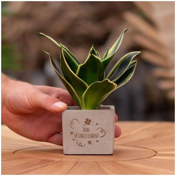 Een  Stenenpotje met Tekst " Bon rétablissement"met een Sansevieria plantje erin,, Kado-Tip, Sint-Tip, Kerstgeschenk, Collega,  15 cm - Ø7.5cm