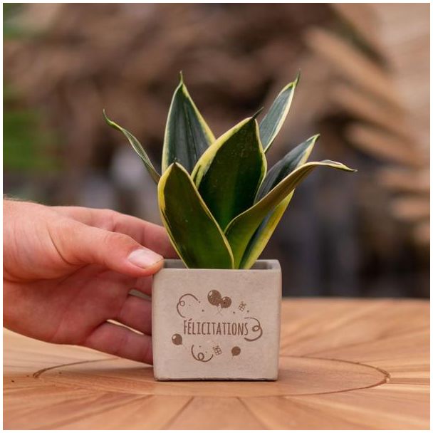 Een  Stenenpotje met Tekst "Félicitations"met een Sansevieria plantje erin,, Kado-Tip, Sint-Tip, Kerstgeschenk, Collega,  15 cm - Ø7.5cm