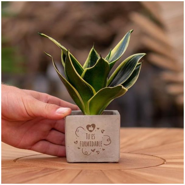 Een  Stenenpotje met Tekst "Tu es formidable"met een Sansevieria plantje erin,, Kado-Tip, Sint-Tip, Kerstgeschenk, Collega,  15 cm - Ø7.5cm