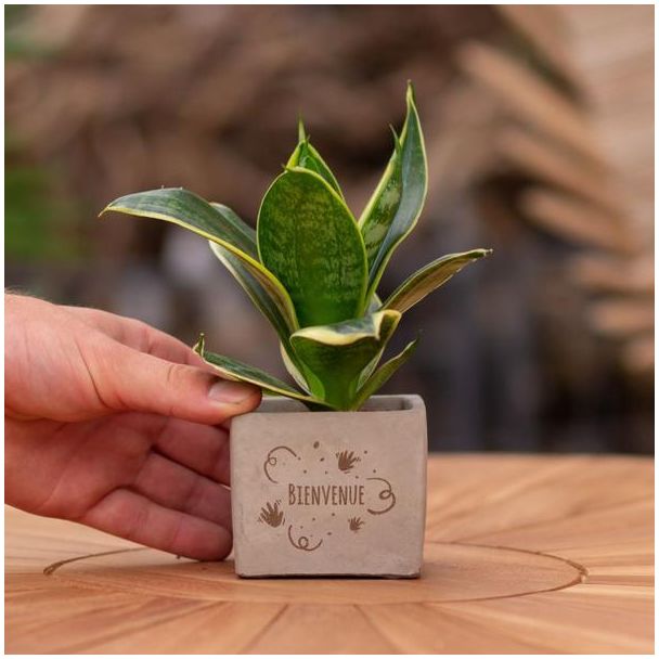 Een  Stenenpotje met Tekst "Bienvenue"met een Sansevieria plantje erin,, Kado-Tip, Sint-Tip, Kerstgeschenk, Collega,  15 cm - Ø7.5cm
