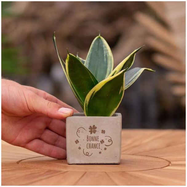 Een  Stenenpotje met Tekst "Bonne chance" met een Sansevieria plantje erin,, Kado-Tip, Sint-Tip, Kerstgeschenk, Collega,  15 cm - Ø7.5cm