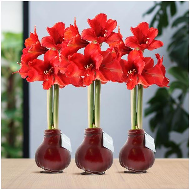 No Water Flowers® (wax amaryllis) | Waxz® Colours Bordeaux (3 pack) + Red flower