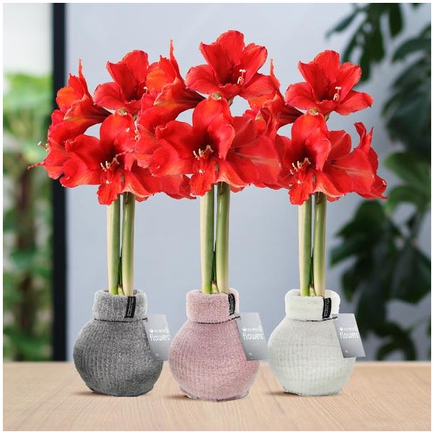 No Water Flowers® (wax amaryllis) | Fashionz Cozy Fluffy Mix (3 pack) + Red flower