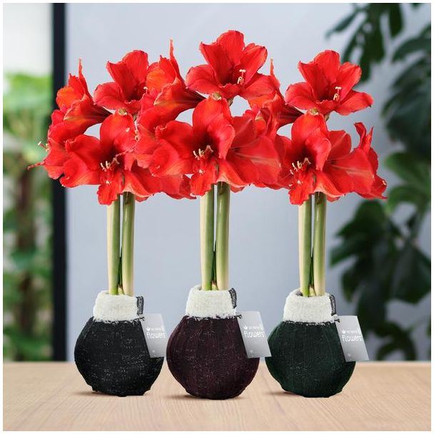 No Water Flowers® (wax amaryllis) | Fashionz Cozy Wooly Mix (3 pack) + Red flower