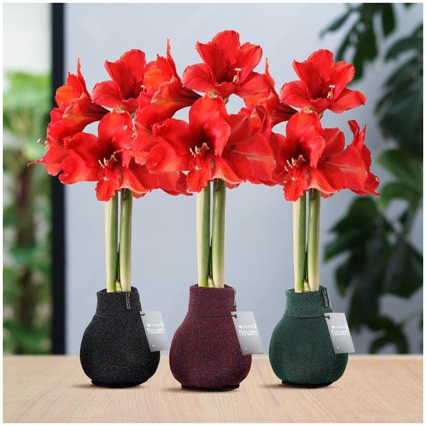 No Water Flowers® (wax amaryllis) | Fashionz Patternz Shine Mix (3 pack) + Red flower