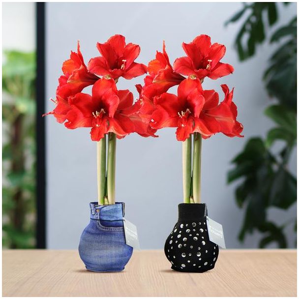 No Water Flowers® (wax amaryllis) | Fashionz Streetlife Mix (2 pack) + Red flower