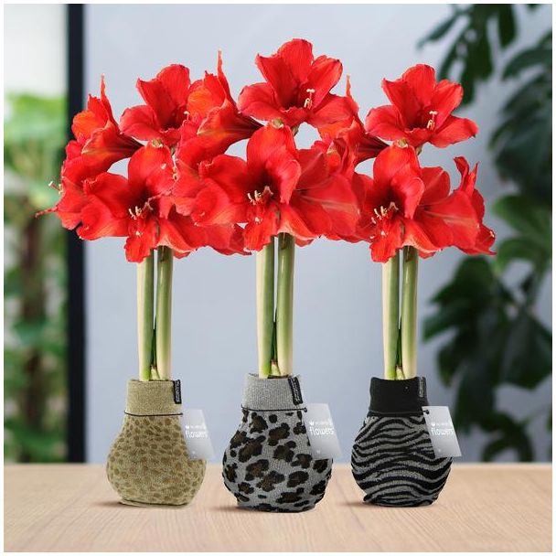 No Water Flowers® (wax amaryllis) | Fashionz Animal Mix (3 pack) + Red flower
