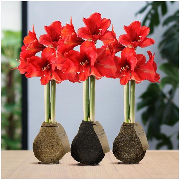 No Water Flowers® (wax amaryllis) | Naturalz Corkz Mix (3 pack) + Red flower