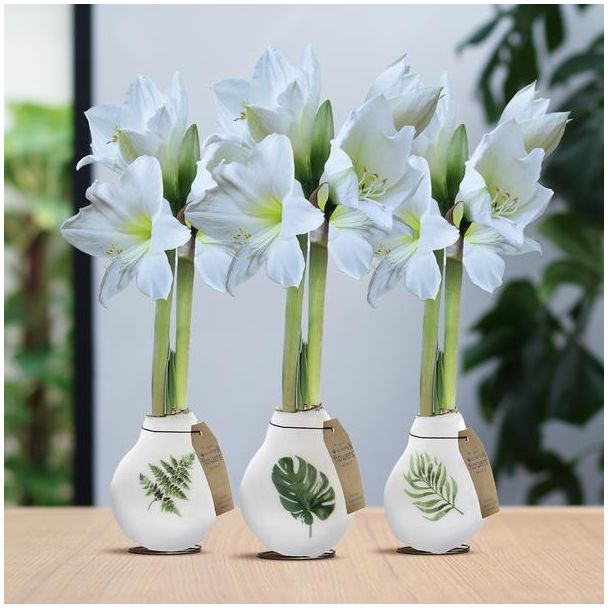 No Water Flowers® (wax amaryllis) | Naturalz Botanical Mix (3 pack) + White flower