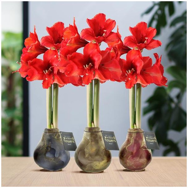 No Water Flowers® (wax amaryllis) | Univerz Jupiter Mix (3 pack) + Red flower