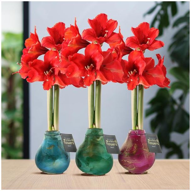 No Water Flowers® (wax amaryllis) | Univerz Saturnus Mix (3 pack) + Red flower