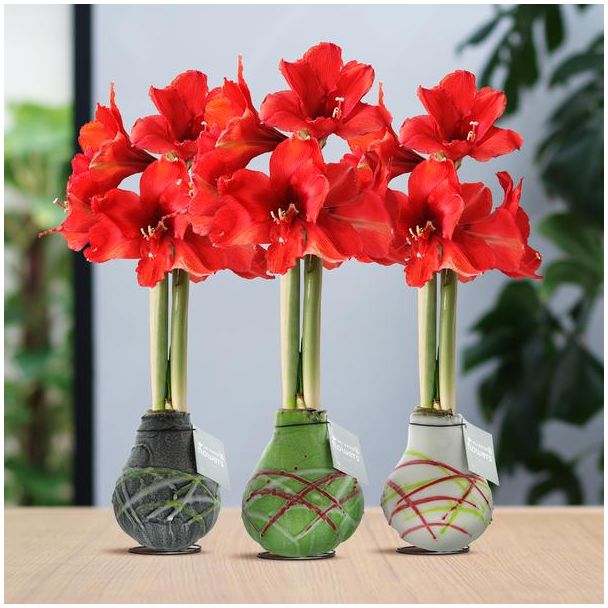 No Water Flowers® (wax amaryllis) | Waxz® Art Picasso Mix (3 pack) + Red flower