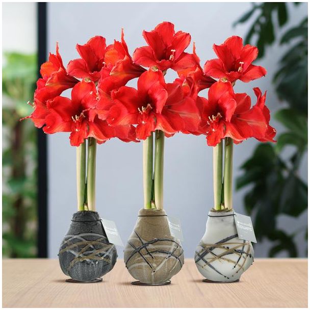 No Water Flowers® (wax amaryllis) | Waxz® Art Rembrandt Mix (3 pack) + Red flower