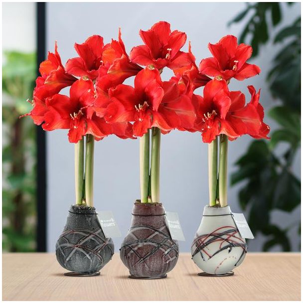 No Water Flowers® (wax amaryllis) | Waxz® Art van Gogh Mix (3 pack) + Red flower