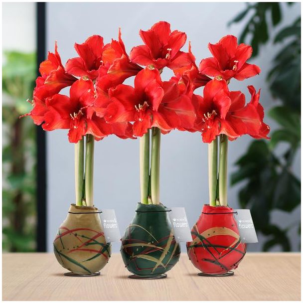 No Water Flowers® (wax amaryllis) | Waxz® Art Munch Mix (3 pack) + Red flower
