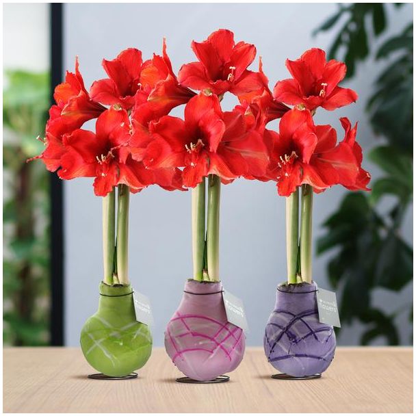No Water Flowers® (wax amaryllis) | Waxz® Art Monet Mix (3 pack) + Red flower