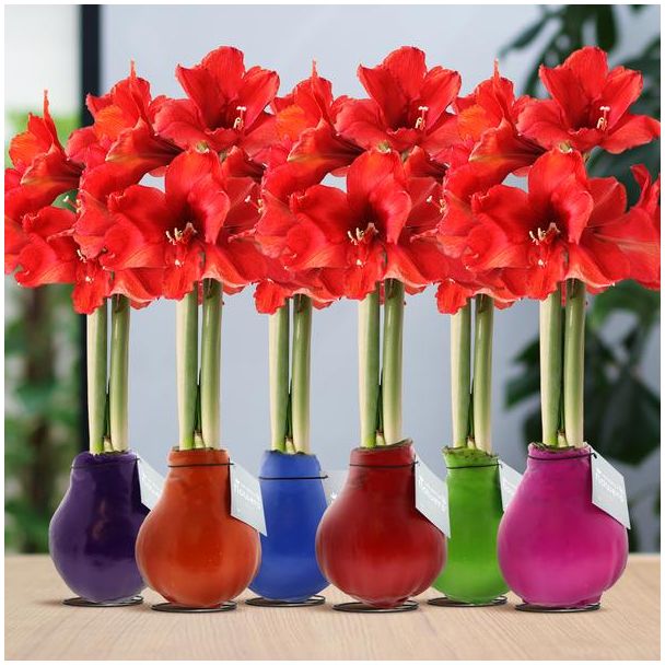 No Water Flowers® (wax amaryllis) | Waxz® Colours Happy Mix (6 pack) + Red flower