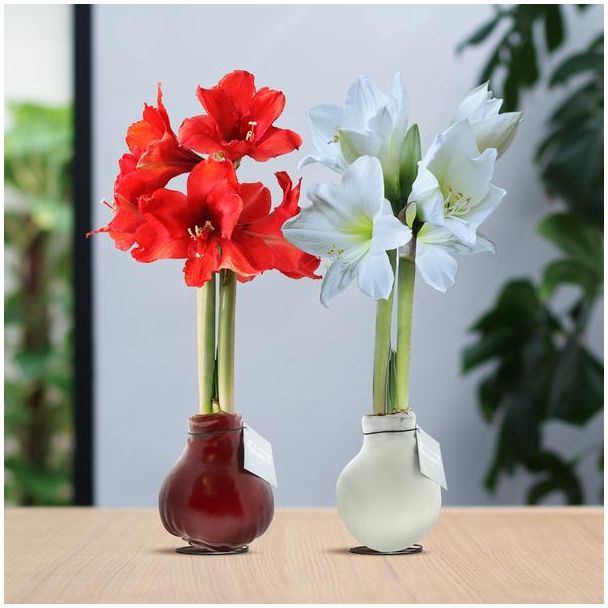 No Water Flowers® (wax amaryllis) | Waxz® Colours Classic duo Mix (2 pack) + Red & White flower