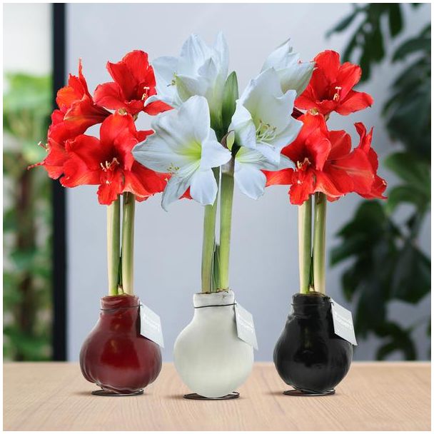 No Water Flowers® (wax amaryllis) | Waxz® Colours trio Mix (3 pack) + Red & White flower