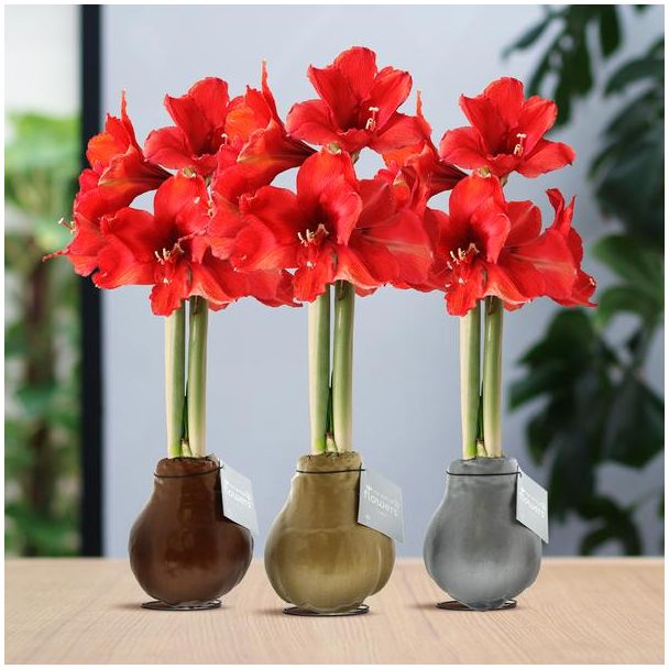 No Water Flowers® (wax amaryllis) | Waxz® Metallic Mix (3 pack) + Red flower