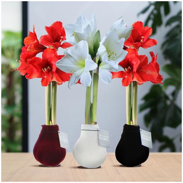 No Water Flowers® (wax amaryllis) | Velvet Touchz® Classic Mix (3 pack) + Red & White flower