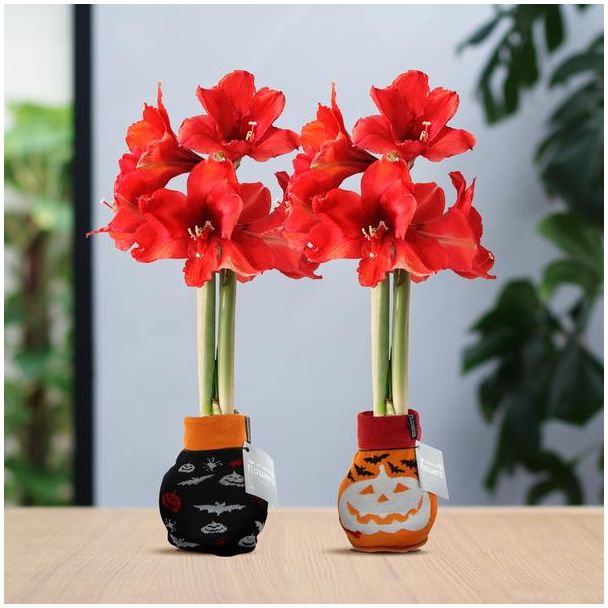 Kado Tip! Gewaxte Amaryllisbollen, Fashionz Halloween Mix, 2 stuks, Kleur Bloem Rood,  Ø10cm, 18cm Hoog, Feestelijk