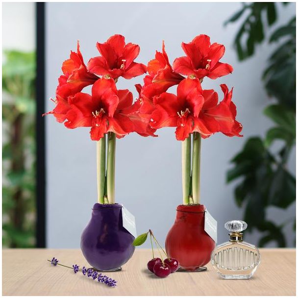 Kado Tip! Gewaxte Amaryllisbollen, Parfumz Mix, 2 stuks, Kleur Bloem Rood,  Ø10cm, 18cm Hoog