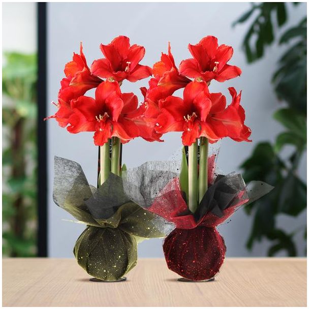 Gewaxte Amaryllisbollen, Wrapz Mix, 2 stuks, Kleur Bloem Rood,  Ø10cm, 18cm Hoog