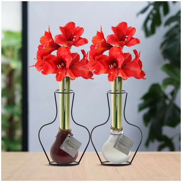 Kadotip! Gewaxte Amaryllisbollen, FormzClassic Mix, 2 stuks, Kleur Bloem Rood,  Ø10cm, 22cm Hoog