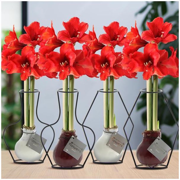 Kadotip! Gewaxte Amaryllisbollen, Formz Mix, 4 stuks, Kleur Bloem Rood,  Ø10cm, 22cm Hoog