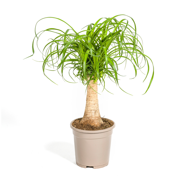 "Olifantspoot", Groene Kamerplant op stam, onderhoudsarm, Tropische uitstraling, Beaucarnea Recurvata Stam Ø17cm - ↕50cm