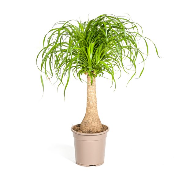 "Olifantspoot", Groene Kamerplant op stam, onderhoudsarm, Tropische uitstraling, Beaucarnea Recurvata Stam Ø21cm - ↕70cm
