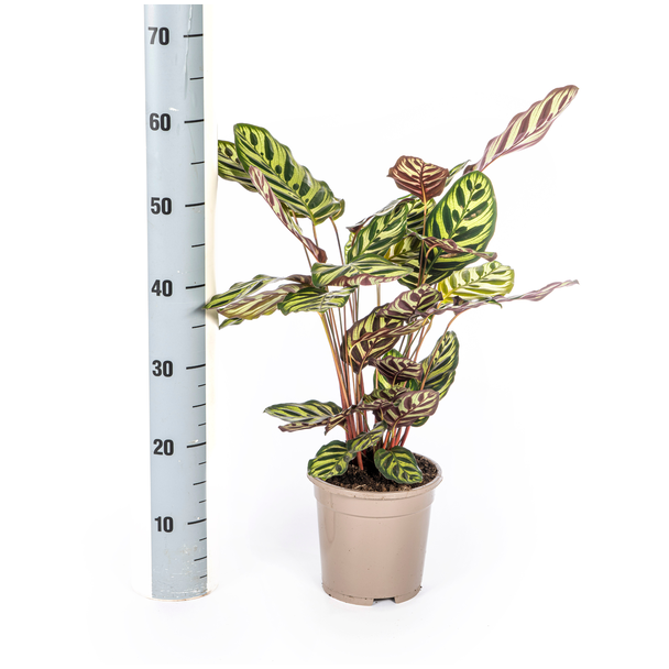 Calathea Makoyana Ø17cm - ↕40 - 50cm