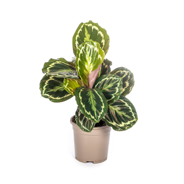 Calathea Medallion Ø17cm - ↕40 - 50cm