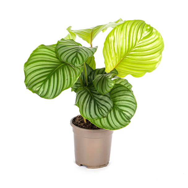 Calathea Orbifolia Ø17cm - ↕40 - 50cm