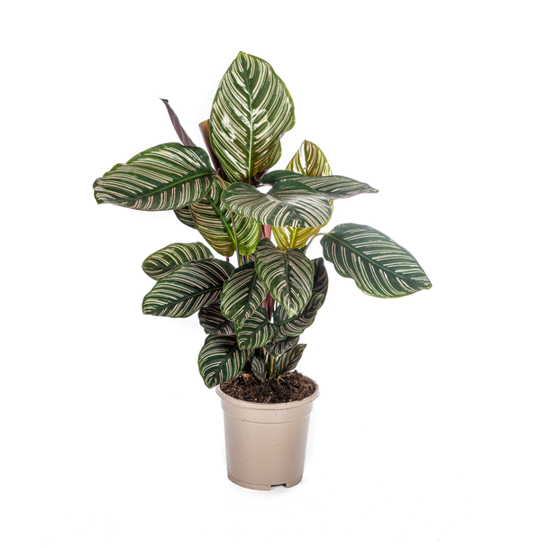Zebraplant  Calathea Ornata Sanderiana hoogte ca 45cm Ø17cm Streepjesplant