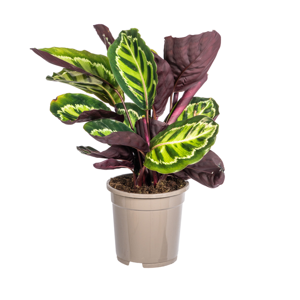 Calathea Roseopicta Ø17cm - ↕40 - 50cm