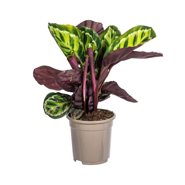 Calathea Roseopicta