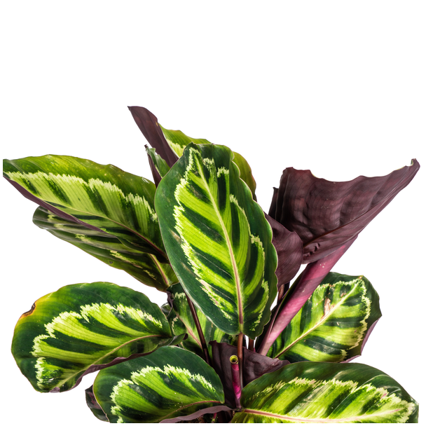 Calathea Roseopicta