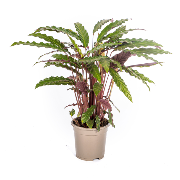 Calathea Rufibarba – Fluweelplant Ø17cm – ↕40-50cm – Tropische Kamerplant