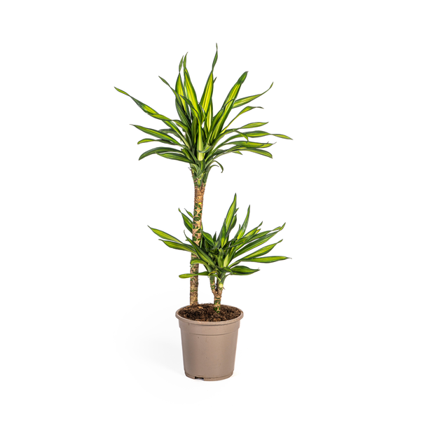 De Drakenboom, Groen Blad met Witte Randen.Tropische Uitstraling, Groene Kamerplant, Dracaena Deremensis Rikki Ø19cm - ↕80cm