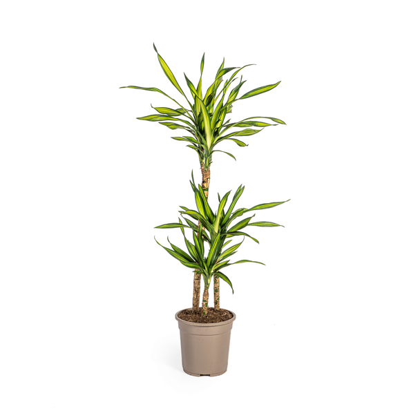 Dracaena-plant Rikki, Groen Blad met Witte Randen.Tropische Uitstraling, Groene Kamerplant,Dracaena Deremensis Rikki Ø21cm - ↕100cm