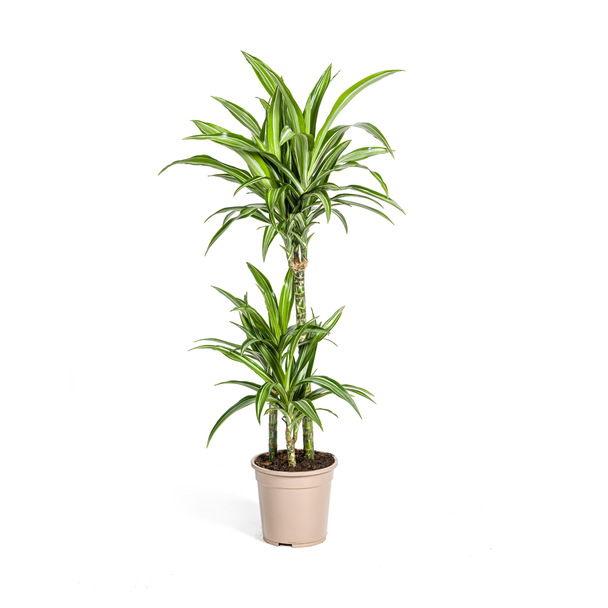 De Drakenboom, Blad met Gele of Lichtgroene Randen.Tropische Uitstraling, Groene Kamerplant, Dracaena Deremensis White Stripe Ø21cm - ↕100cm