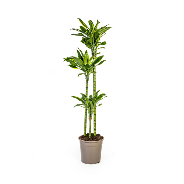 Goudrand-Drakenbloedboom, Groen/Gele Bladeren.Tropische Uitstraling, Groene Kamerplant, Dracaena Fragrans Golden Coast Ø24cm - ↕140cm