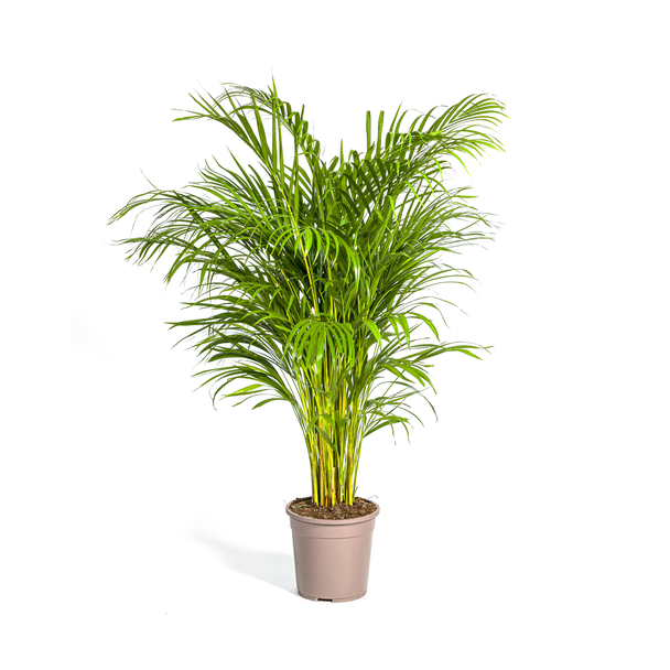Goudpalm Dypsis Areca Lutescens hoogte ca 140 cm potmaat Ø24cm Areca  palm